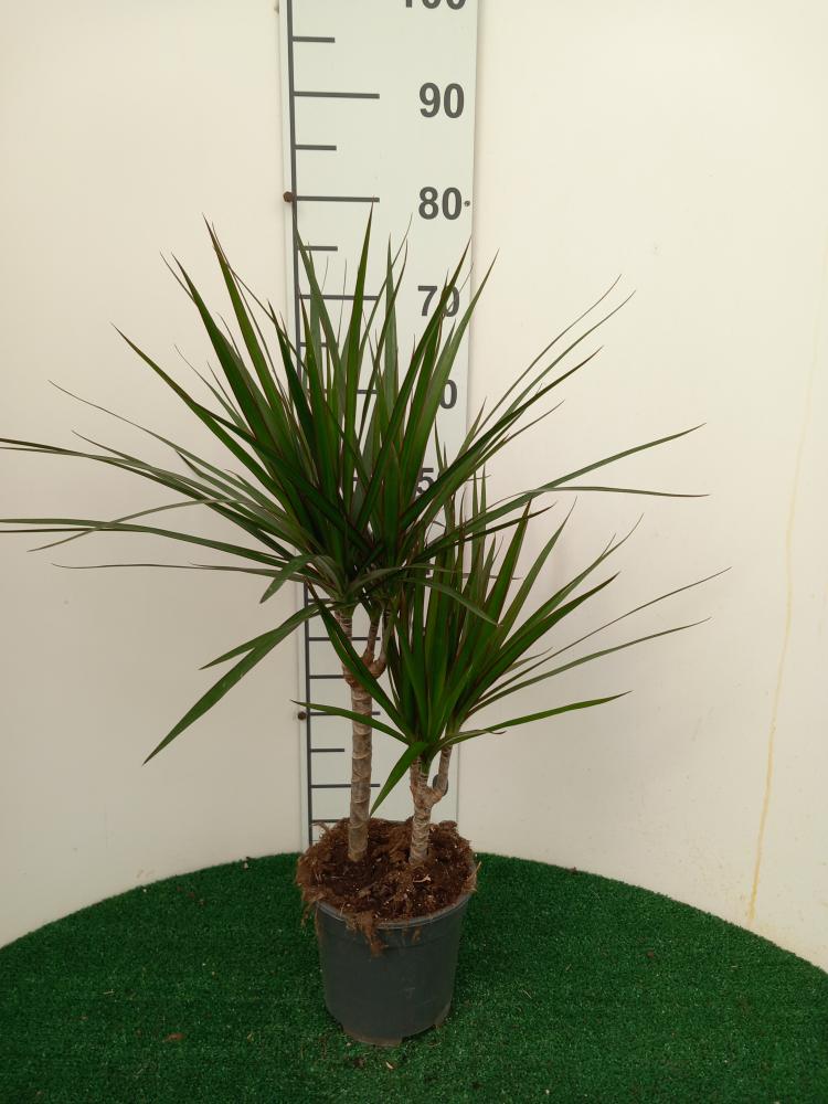DRACAENA MARG. H30/15 VP17