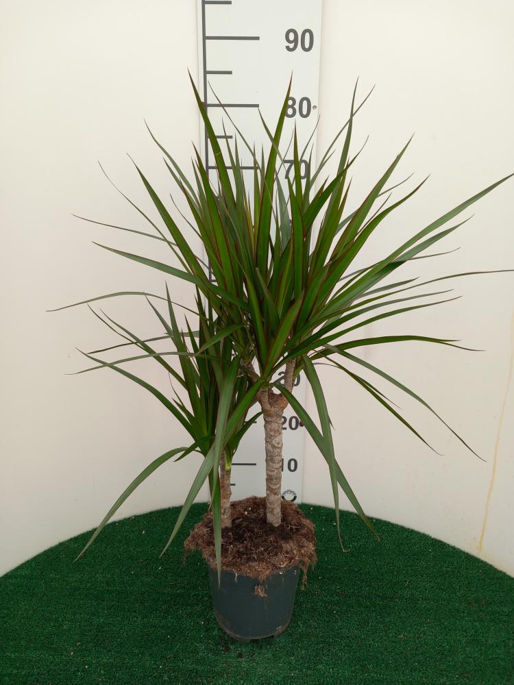 DRACAENA MARG. H30/15 VP17