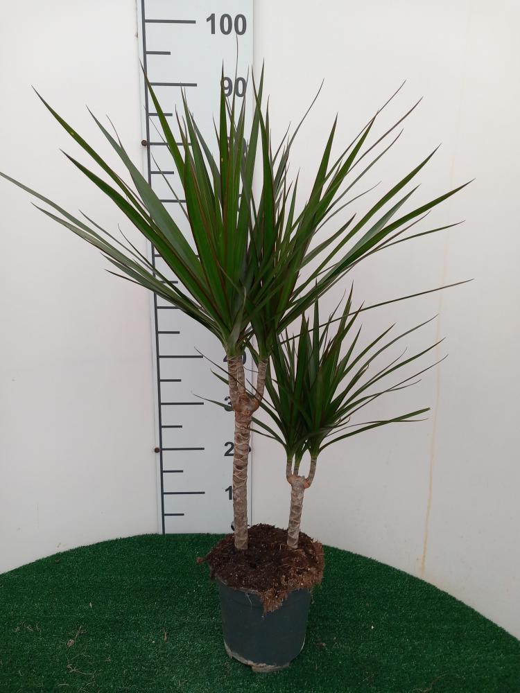 DRACAENA MARG. H30/15 VP17