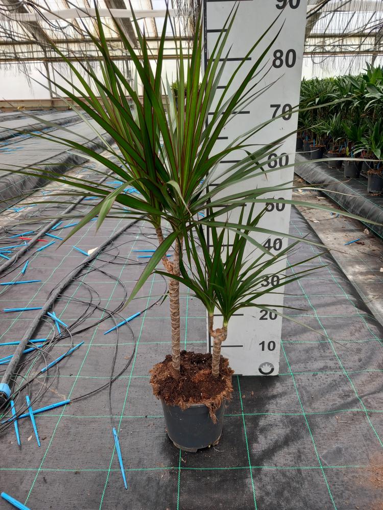 DRACAENA MARG. H30/15 VP17