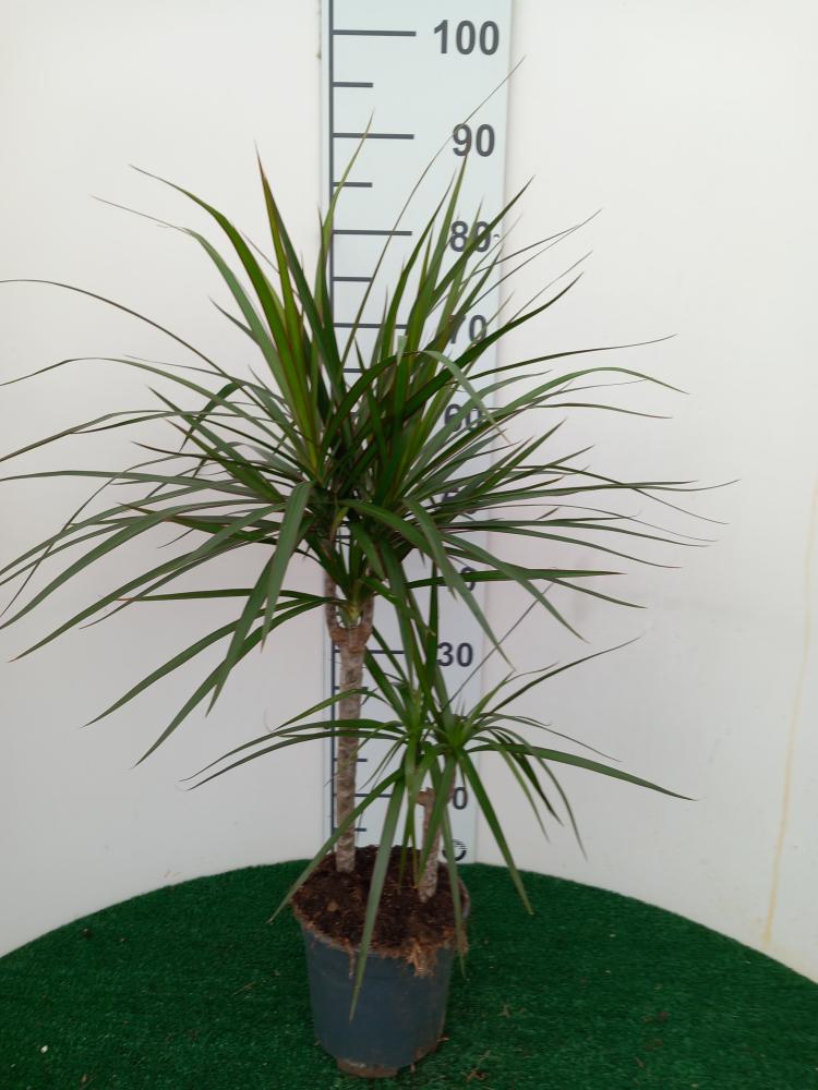 DRACAENA MARG. H30/15 VP17