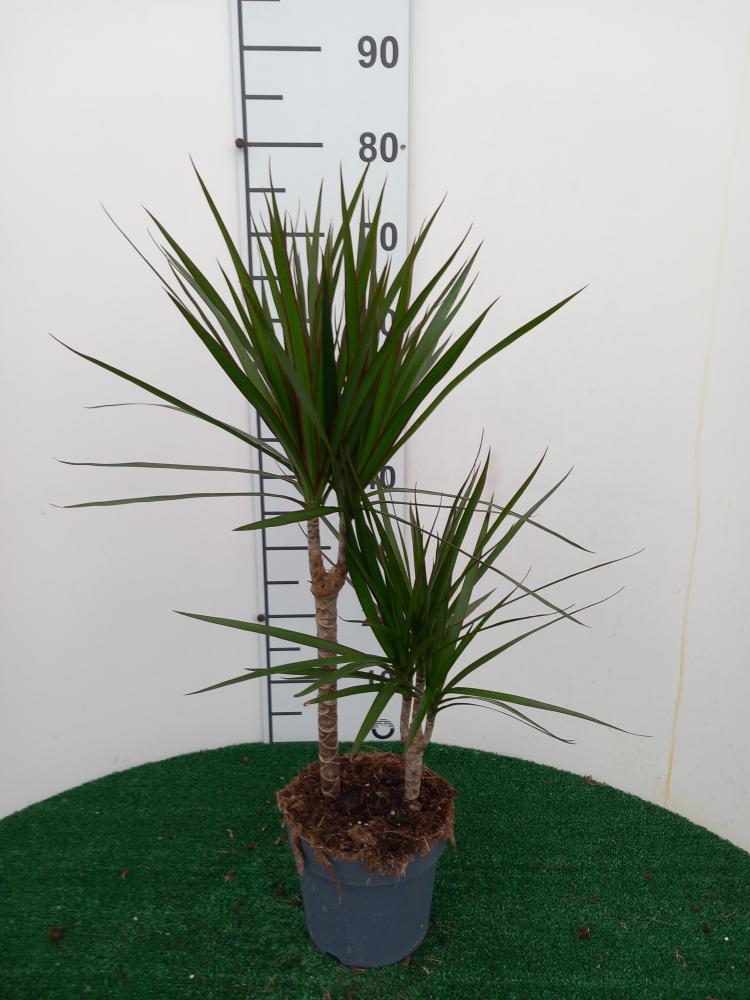 DRACAENA MARG. H30/15 VP17