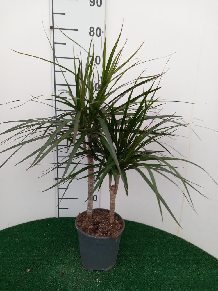 DRACAENA MARG. H30/15 VP17