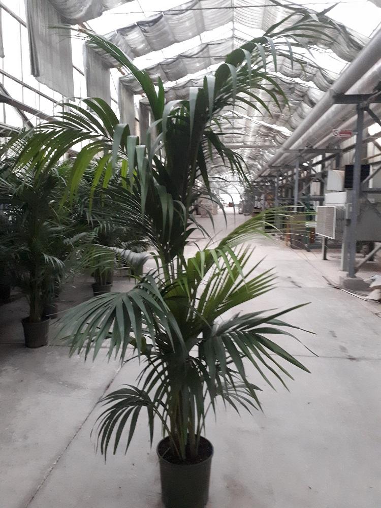 KENTIA 5/6 H240/250 VP30