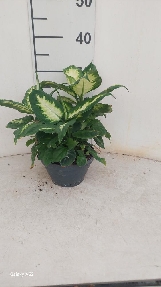 DIEFF. CAMILLA 3P CP17