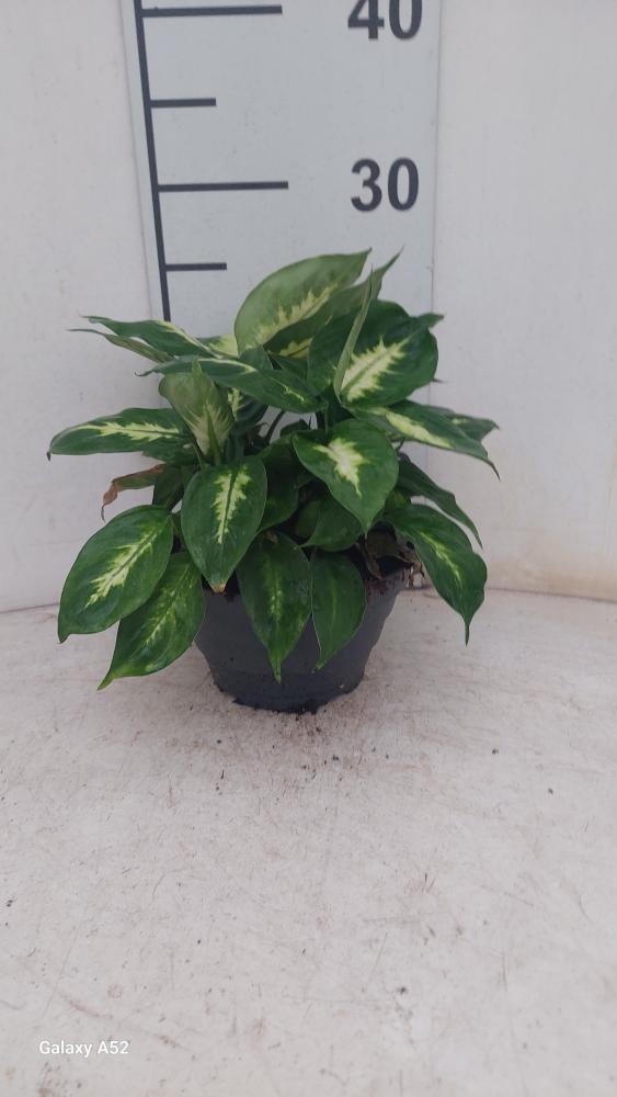 DIEFF. CAMILLA 3P CP17