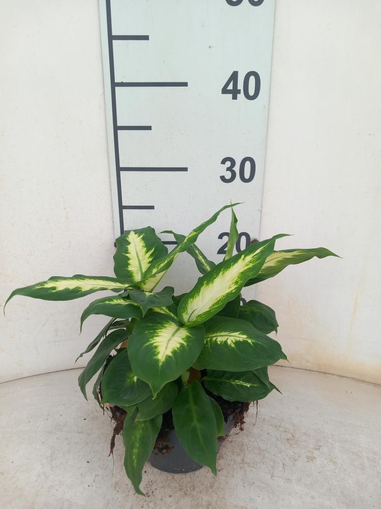 DIEFF. CAMILLA 3P CP17