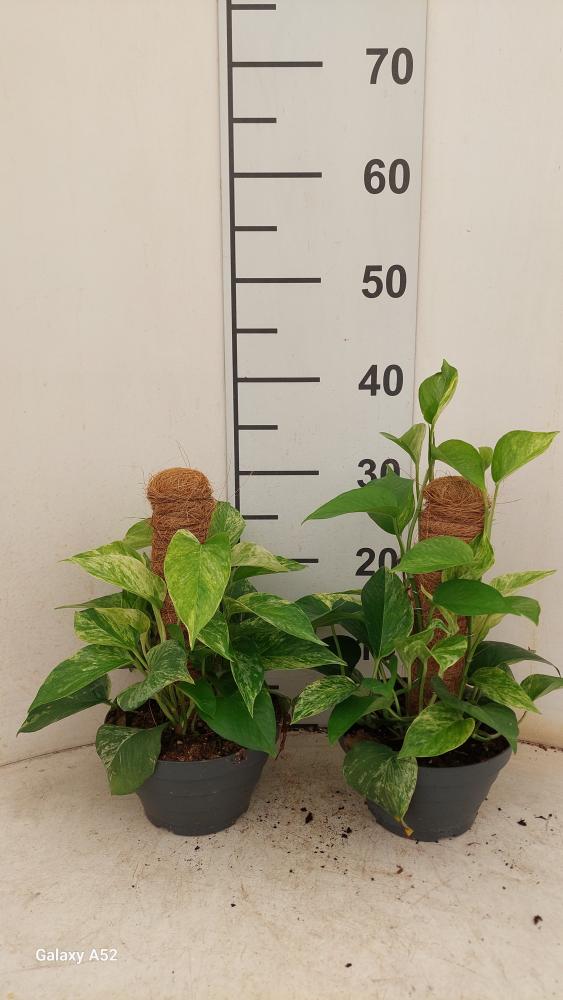 SCINDAPSUS M.QUEEN H30 CP17