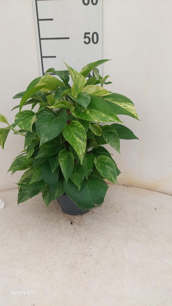 SCINDAPSUS M.QUEEN H30 CP17