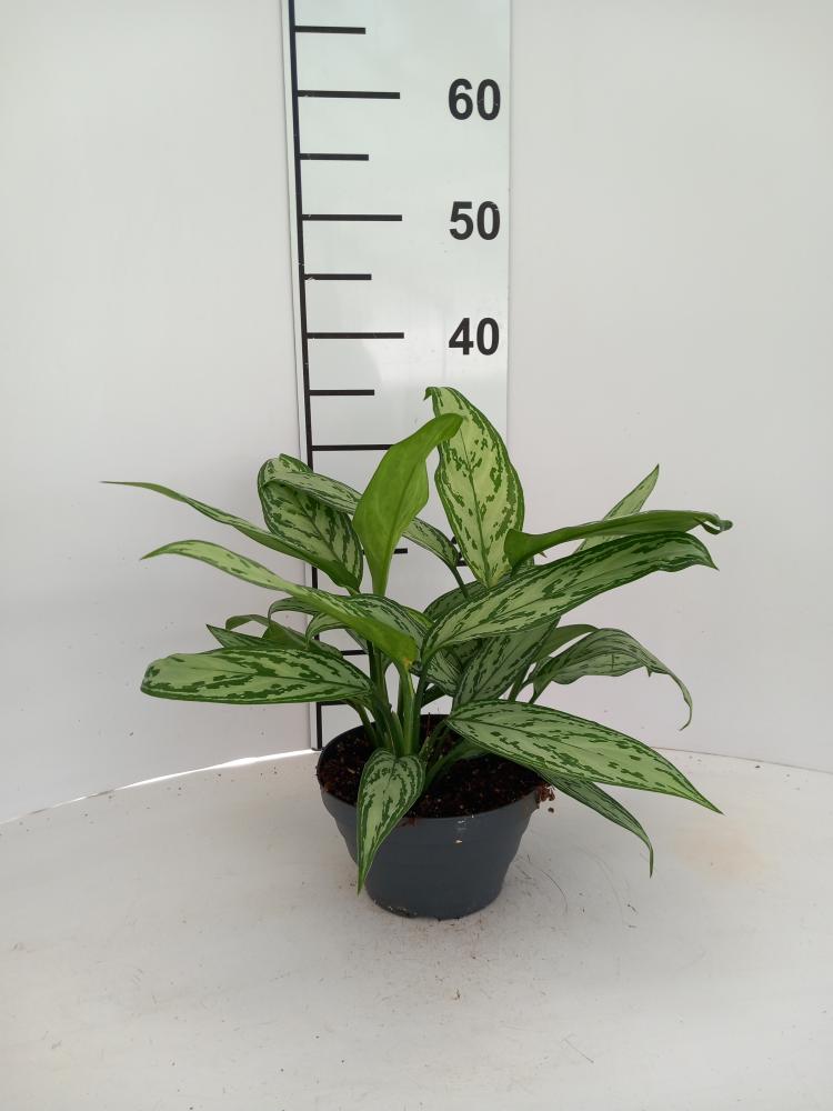AGLAONEMA S. QUEEN 3P CP17