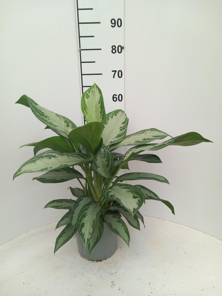 AGLAONEMA S. QUEEN 3P CP17