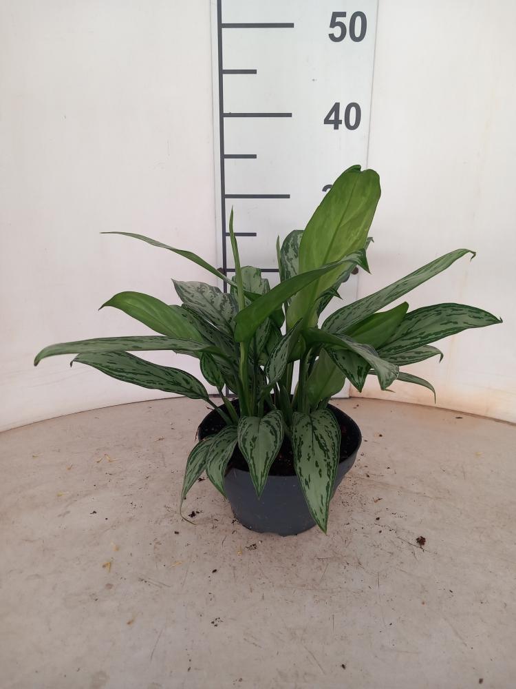 AGLAONEMA S. QUEEN 3P CP17