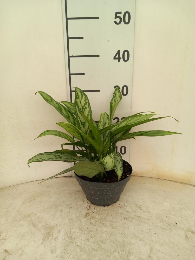 AGLAONEMA S. QUEEN 3P CP17