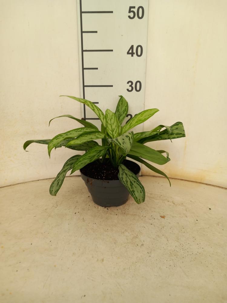 AGLAONEMA S. QUEEN 3P CP17