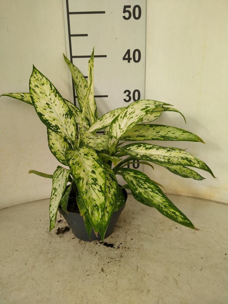 DIEFF. VESUVIO 3P CP17