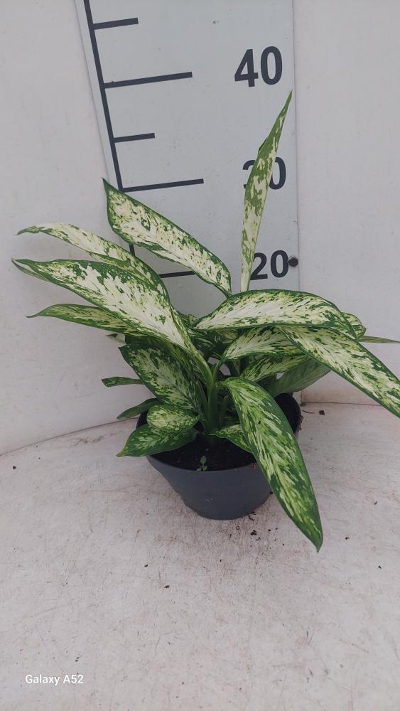 DIEFF. VESUVIO 3P CP17