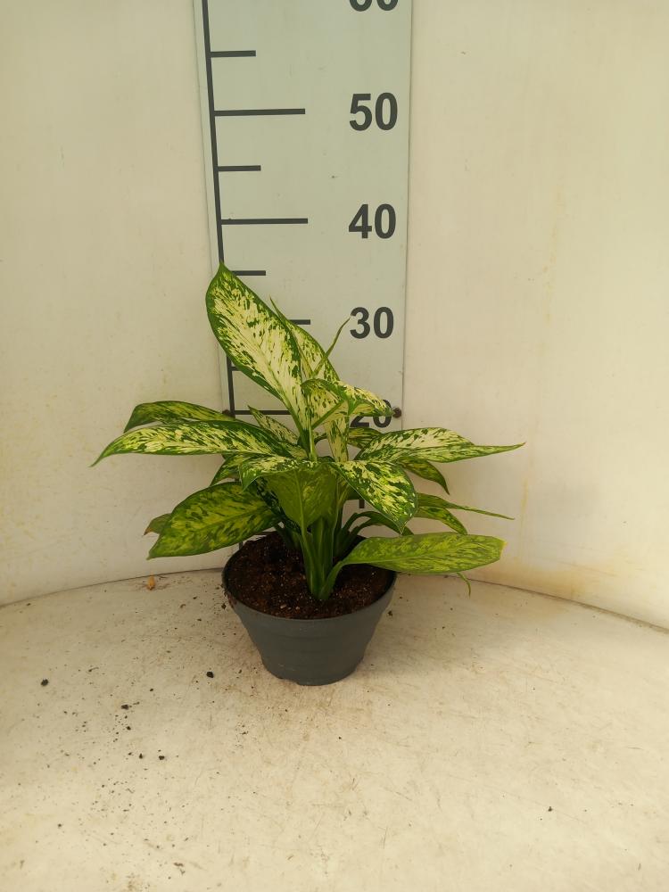 DIEFF. VESUVIO 3P CP17