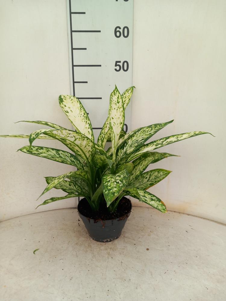 DIEFF. VESUVIO 3P CP17