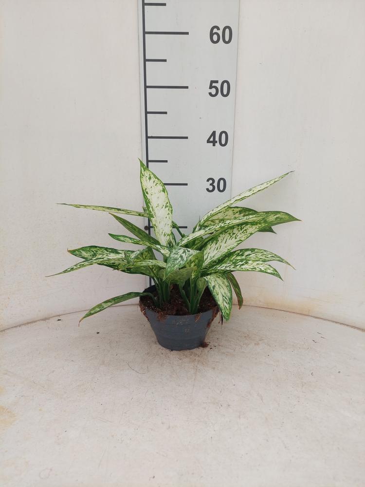 DIEFF. VESUVIO 3P CP17