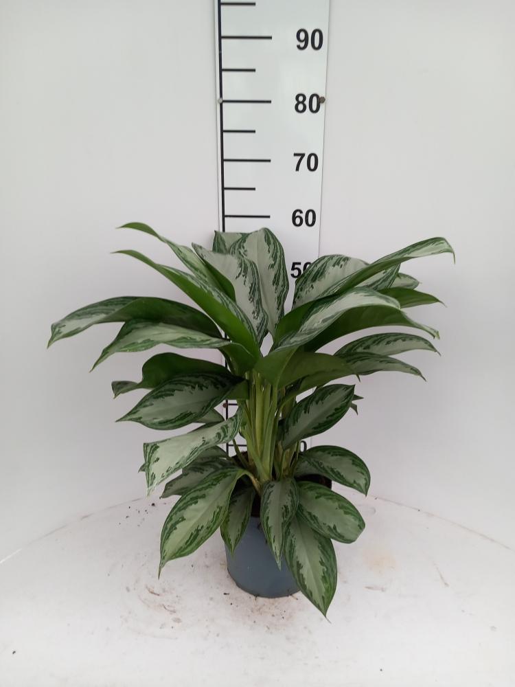 AGLAONEMA S. BAY 3P VP21