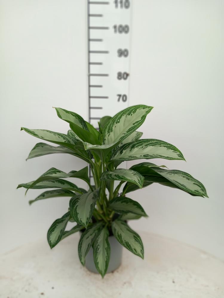 AGLAONEMA S. BAY 3P VP21