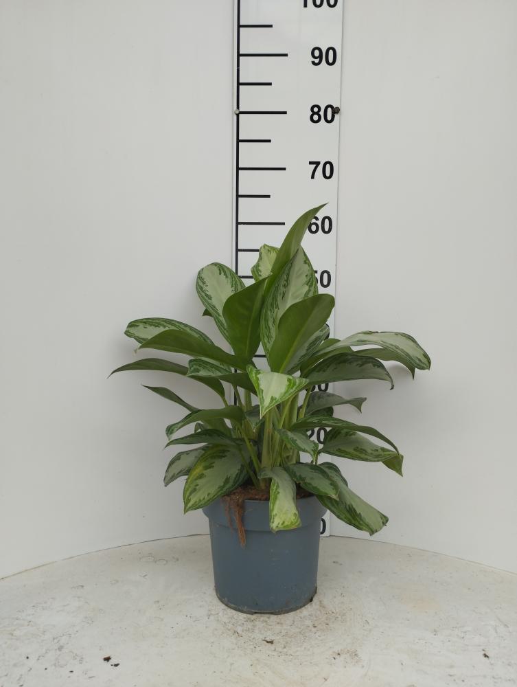 AGLAONEMA S. BAY 3P VP21