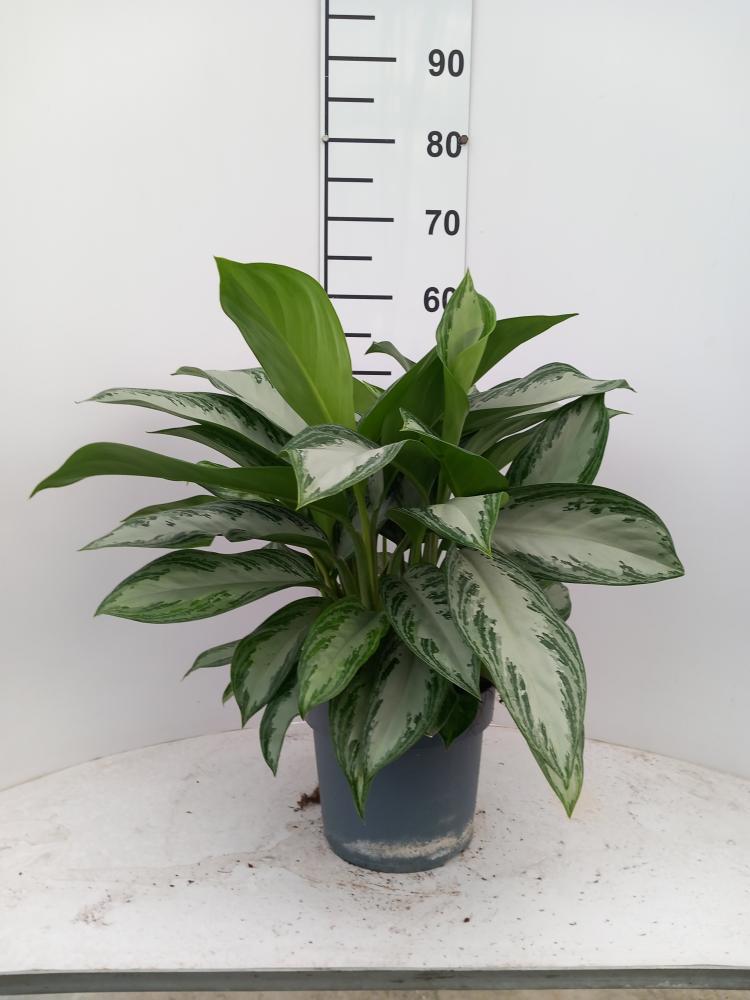 AGLAONEMA S. BAY 3P VP21