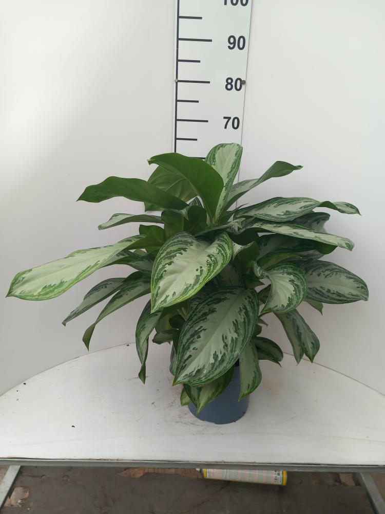 AGLAONEMA S. BAY 3P VP21