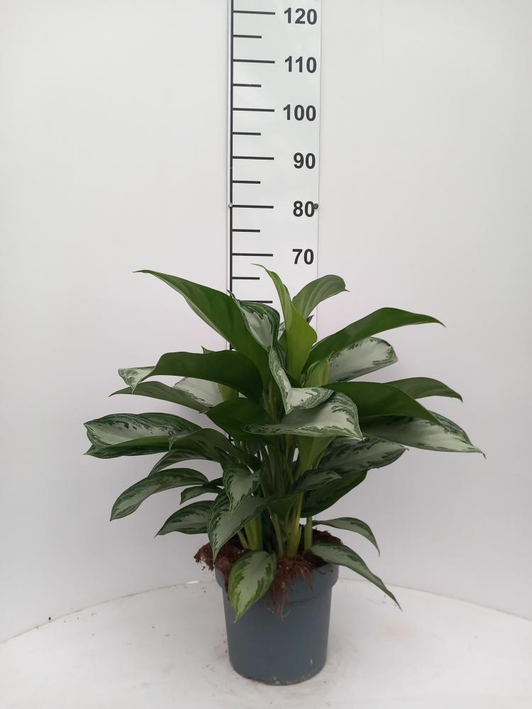 AGLAONEMA S. BAY 3P VP21