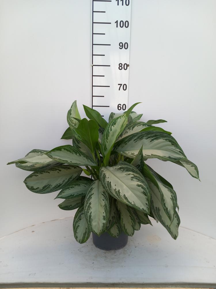 AGLAONEMA S. BAY 3P VP21