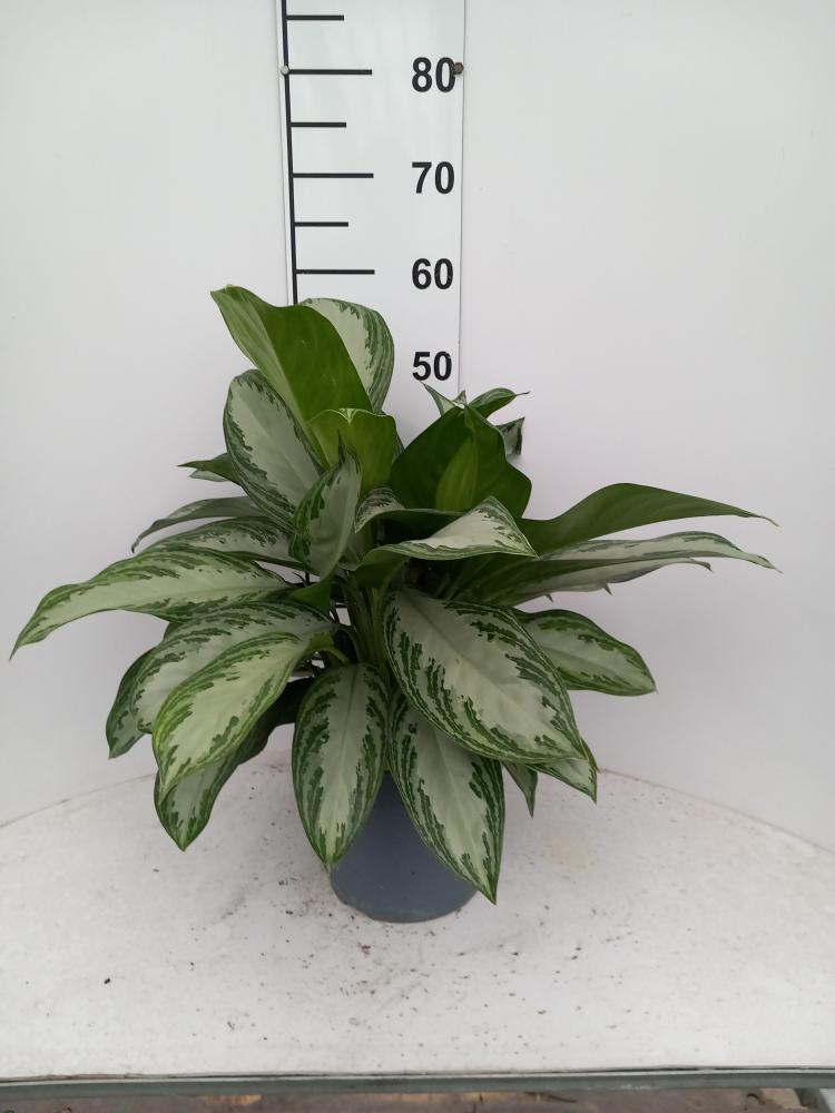 AGLAONEMA S. BAY 3P VP21