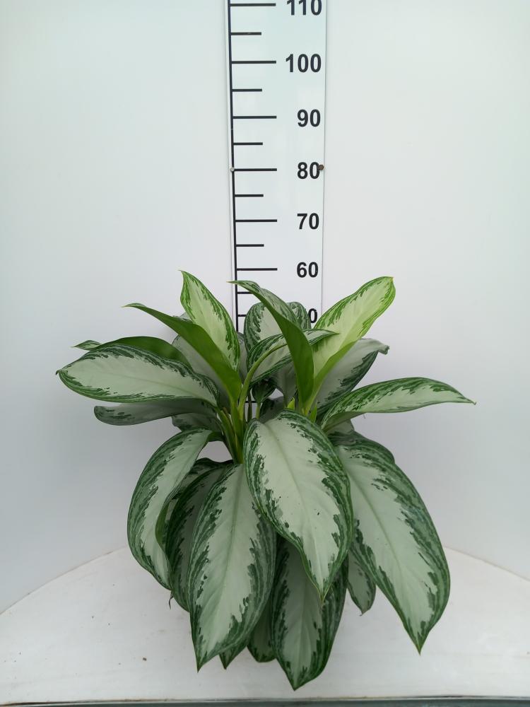 AGLAONEMA S. BAY 3P VP21
