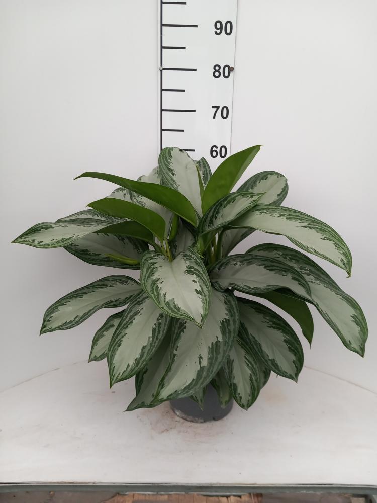 AGLAONEMA S. BAY 3P VP21