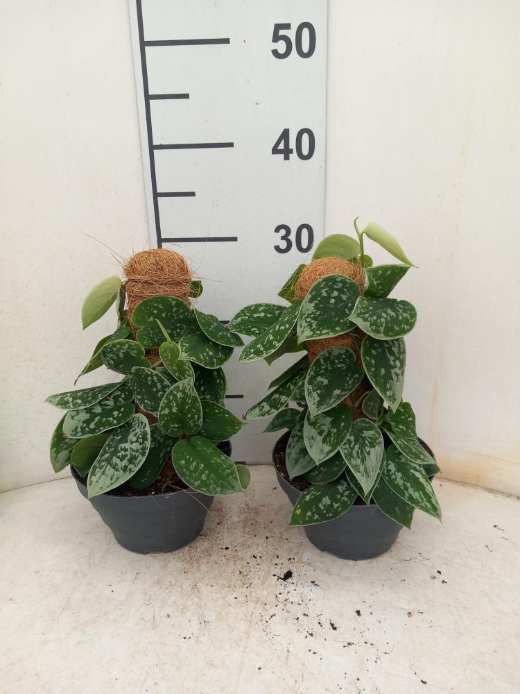 SCINDAPSUS PICTUM S. ANN H30 CP17