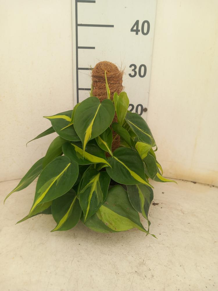 PHILODENDRON BRASIL H30 CP17