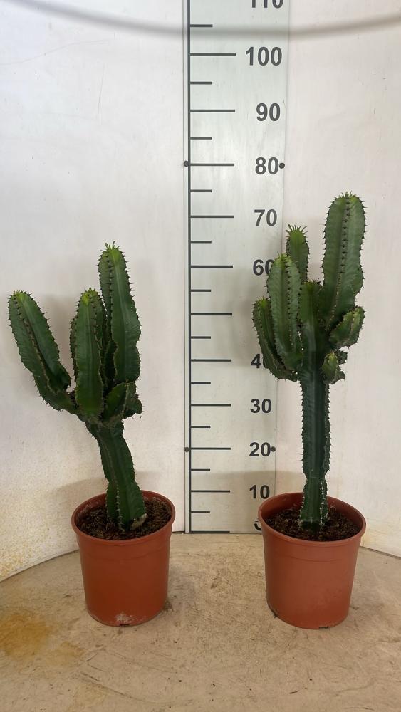 EUPHORBIA ERITREA VP19