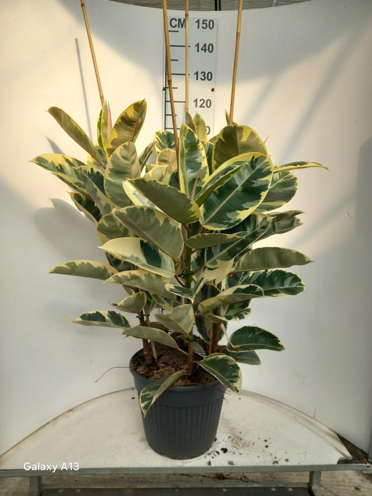FICUS TINEKE VP35