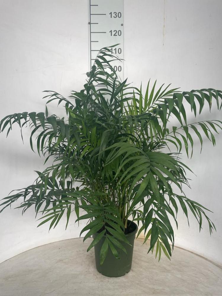 CHAMAEDOREA H80/90 VP20