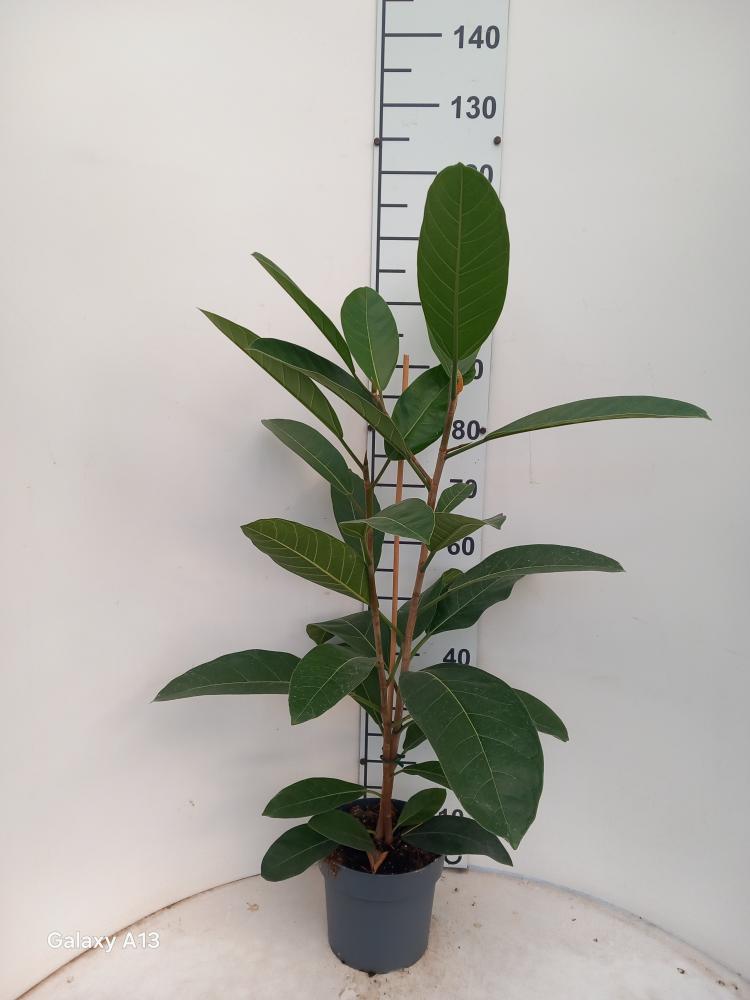 FICUS ROY 2P VP21