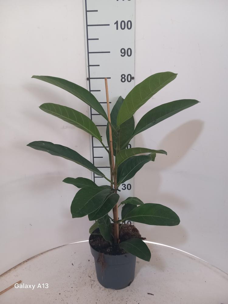 FICUS ROY 2P VP21