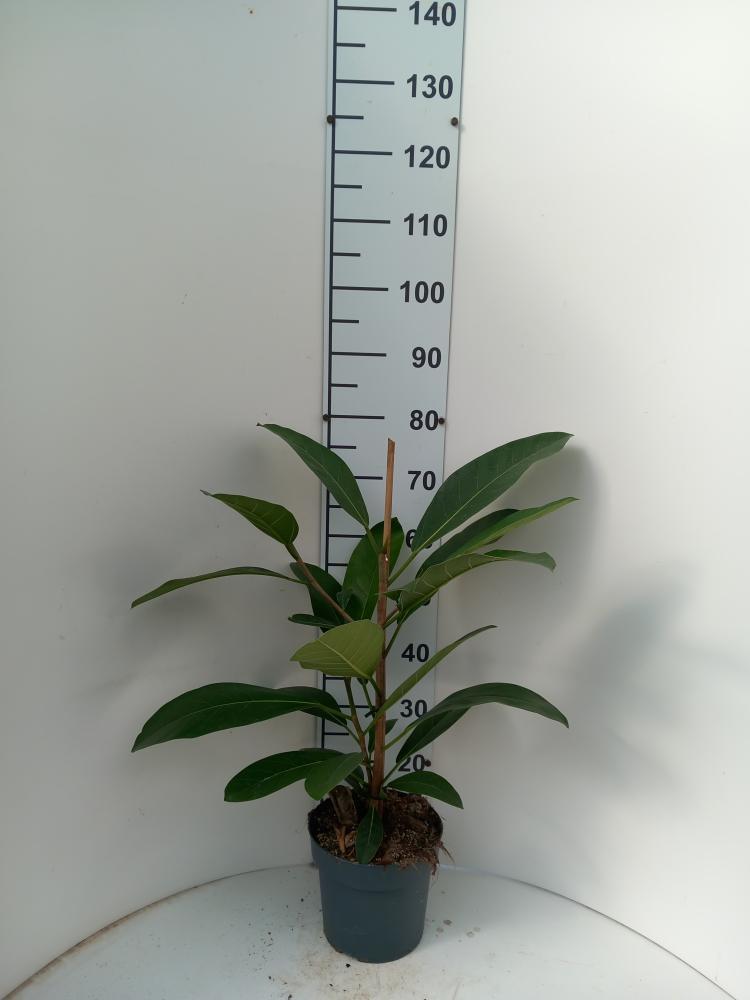 FICUS ROY 2P VP21
