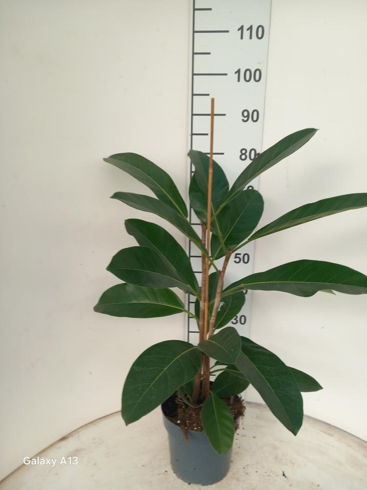FICUS ROY 2P VP21