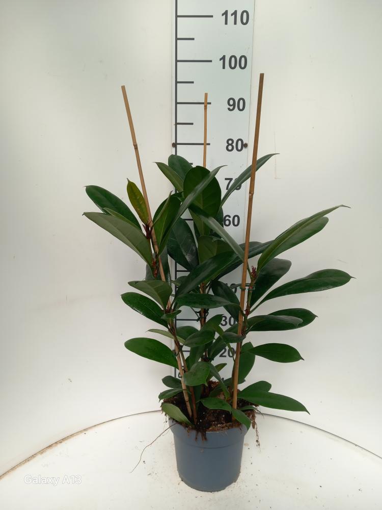 FICUS CYATHISTIPULA 3P VP21