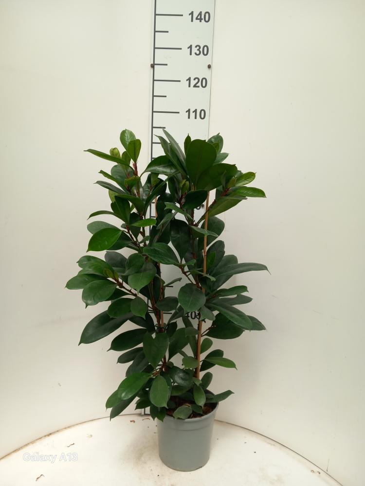 FICUS CYATHISTIPULA 3P VP21