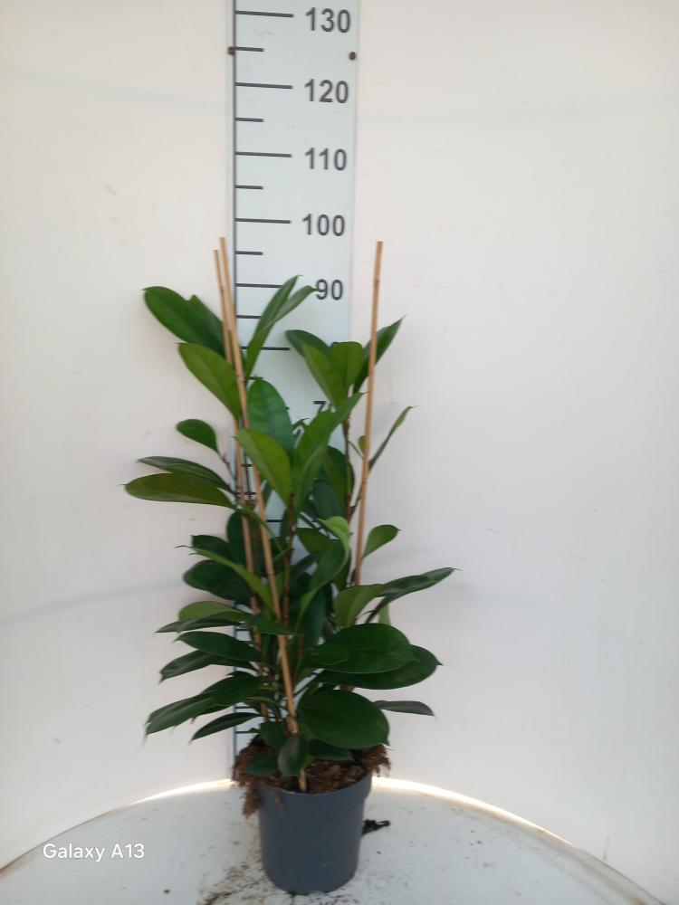 FICUS CYATHISTIPULA 3P VP21