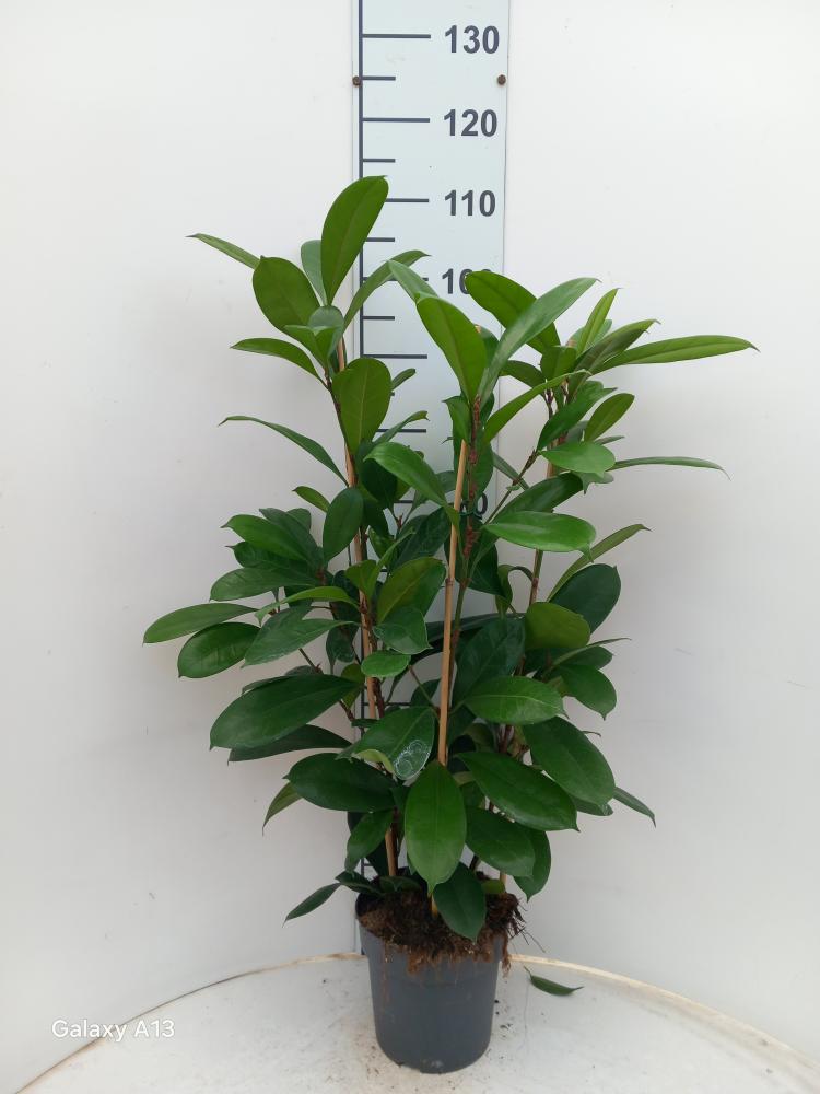 FICUS CYATHISTIPULA 3P VP21