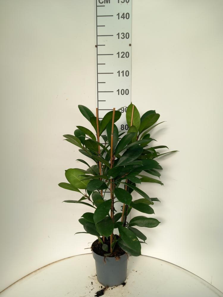 FICUS CYATHISTIPULA 3P VP21