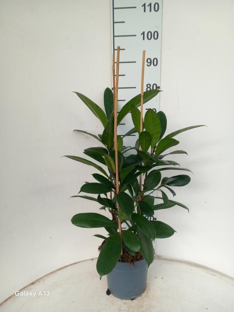 FICUS CYATHISTIPULA 3P VP21