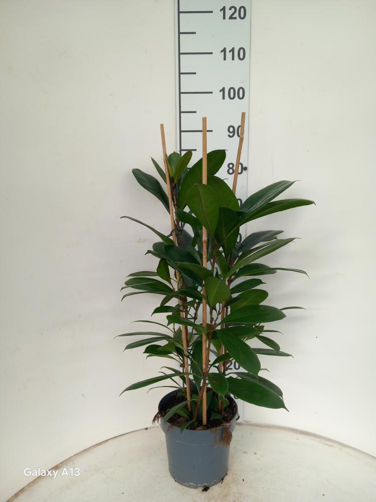 FICUS CYATHISTIPULA 3P VP21