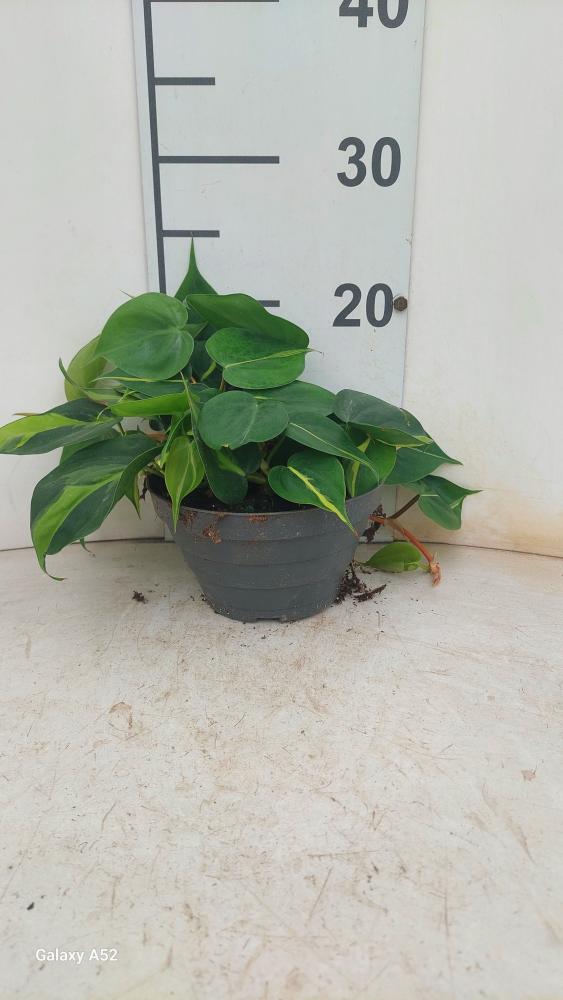 PHILODENDRON BRASIL CP17